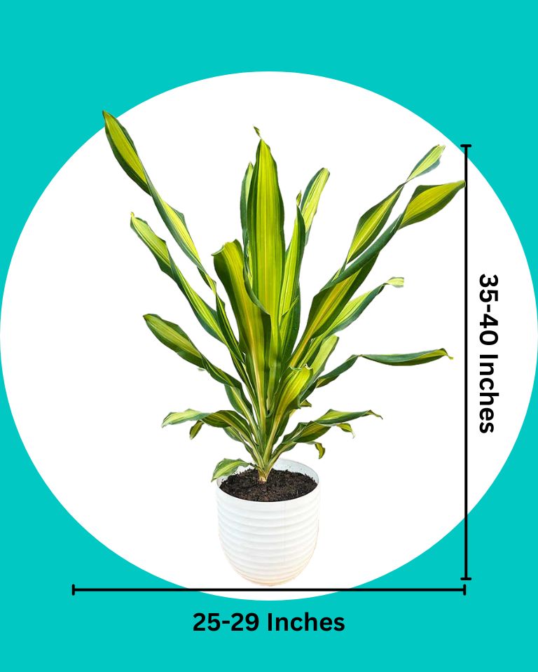 Dracaena Fragrans Plant (Large)