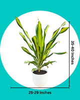 Dracaena Fragrans Plant (Large)