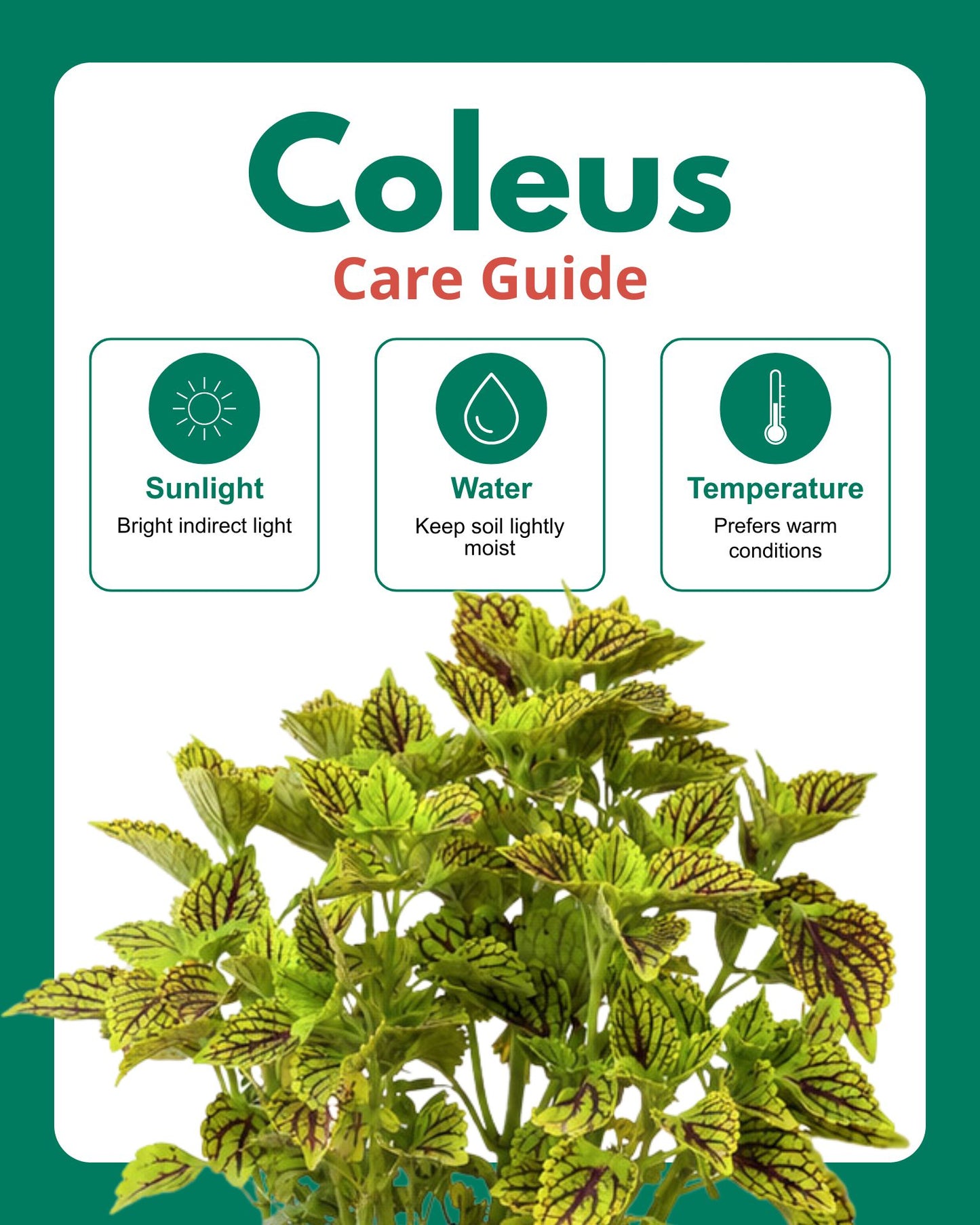 Coleus Green Plant
