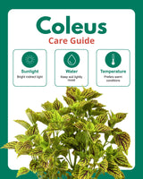 Coleus Green Plant