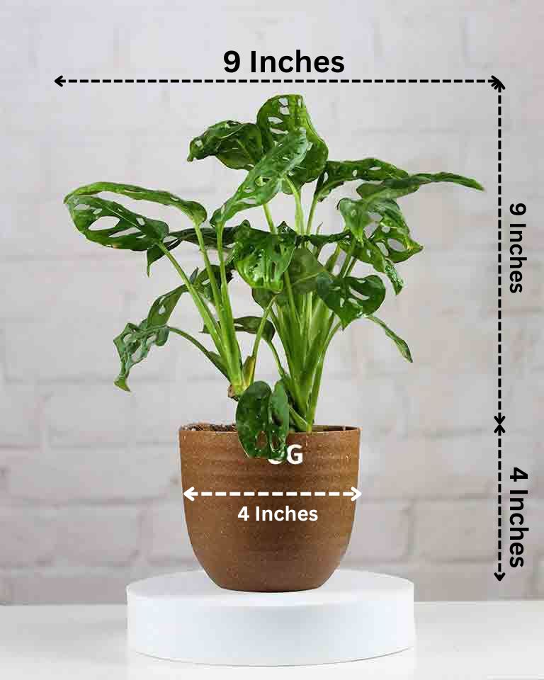 Philodendron Broken Heart Plant in Brown Eco Planter with Mother’s Day Greeting Card – Best Indoor Plant Gift for Mom