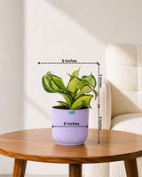 Twist Snake Plant