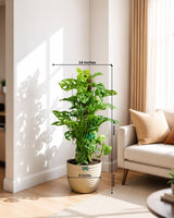 Broken Heart / Monstera Adansonii Plant with Moss Stick in Textured Eco Planter