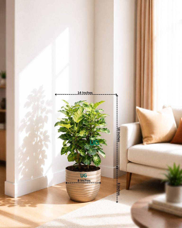 Shield Aralia Plant in an 8" eco-planter
