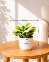 Peperomia Variegated Plant