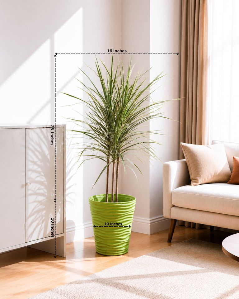 Dracaena Colorama
