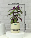 Gynura Plant in Elegant White Ceramic Pot – A Regal Touch of Purple Green Elegance