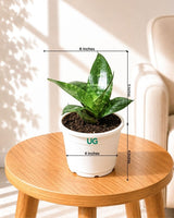 Snake Plant