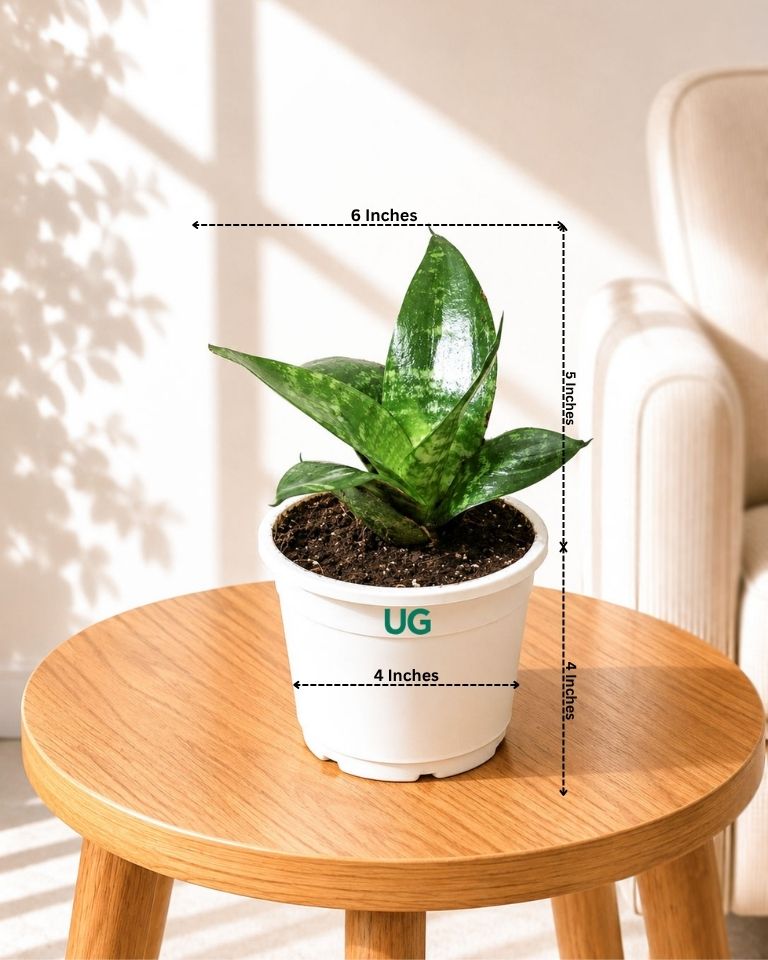 Snake Plant