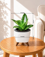 Snake Plant