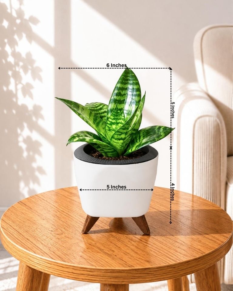 Snake Plant