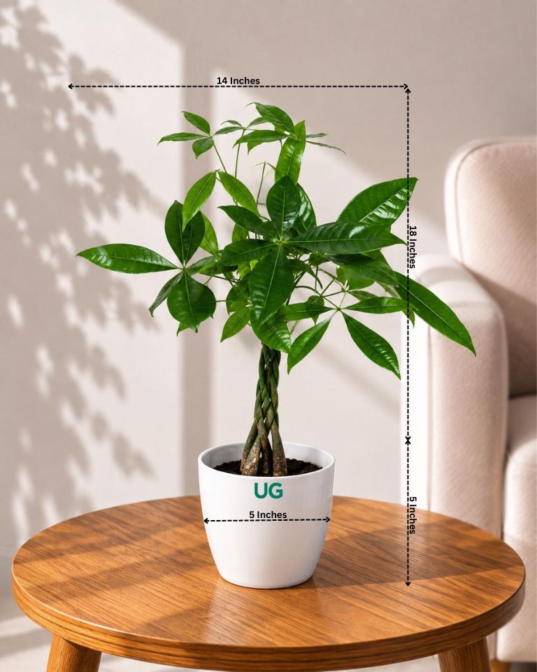 Money Tree Pachira Braided – A Symbol of Prosperity and Natural Grace