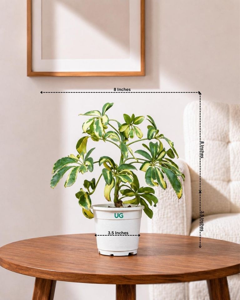 Schefflera Variegated