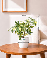 Schefflera Variegated
