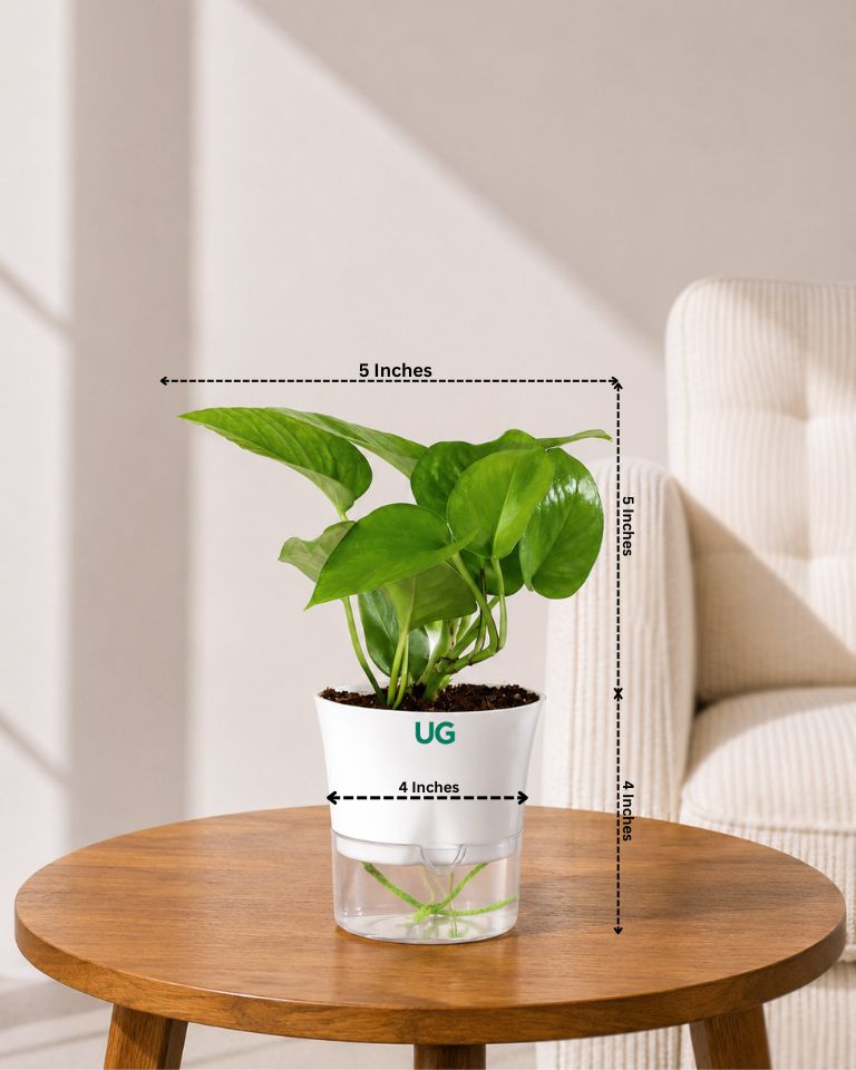 Money Plant Green in Self Watering Pot