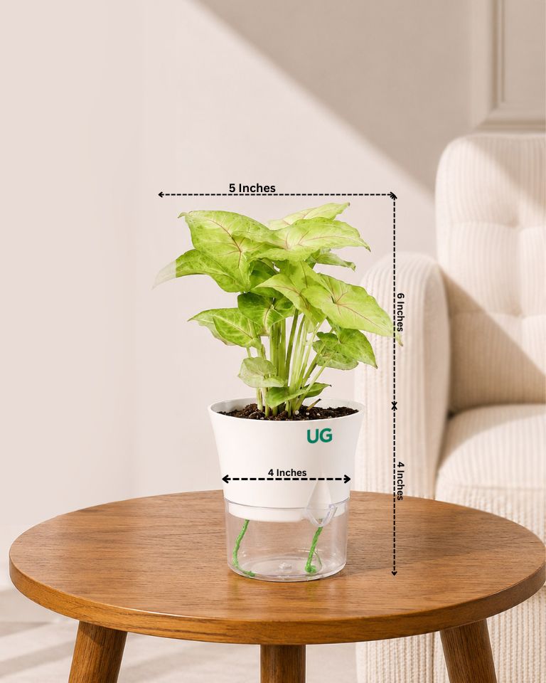 Syngonium Plant in Self-Watering Planter