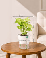 Syngonium Plant in Self-Watering Planter