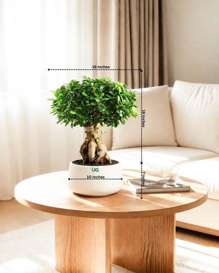 Ficus Ginseng Bonsai in ceramic pot (Large)