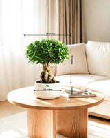 Ficus Ginseng Bonsai in ceramic pot (Large)