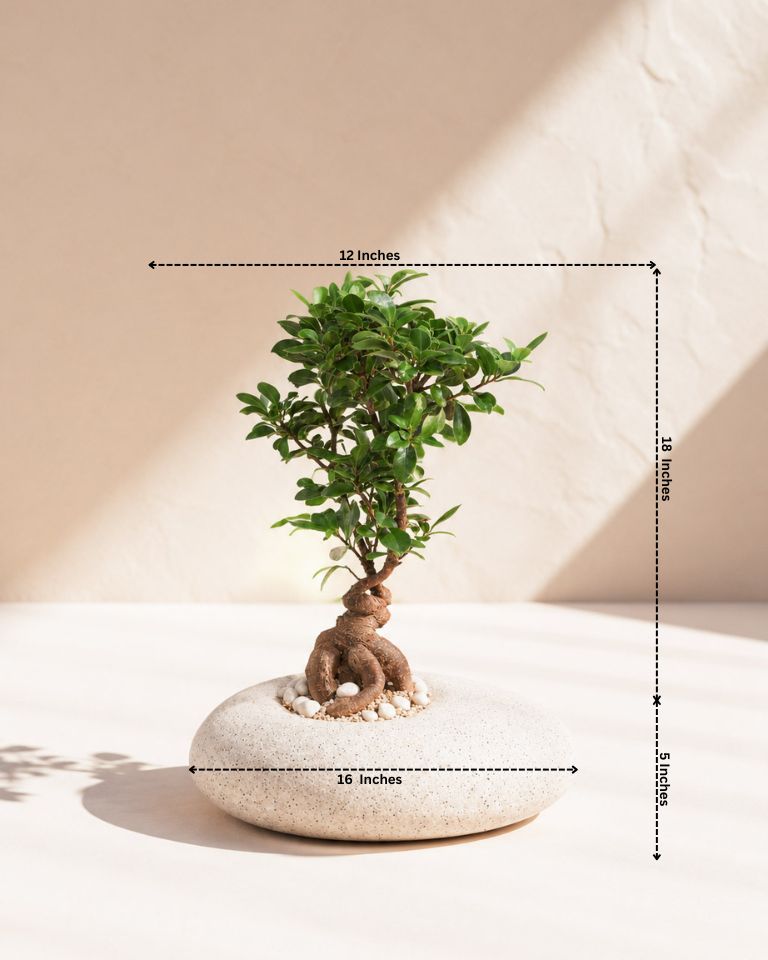 Ficus Bonsai in Pebble Pot