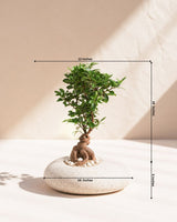 Ficus Bonsai in Pebble Pot