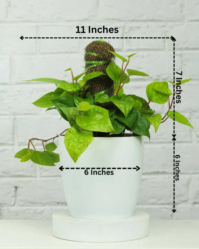 Betel Leaf Plant