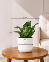 Snake Plant Dwarf