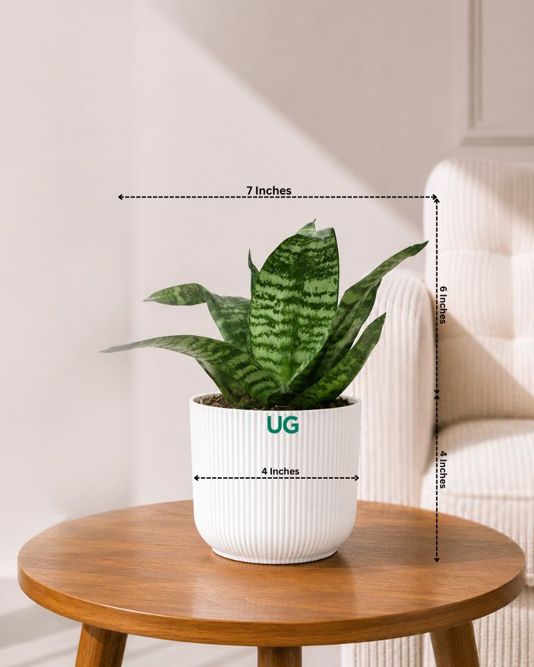 Snake Plant Dwarf