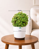 Jade Ball Plant