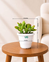 Crassula Ovata