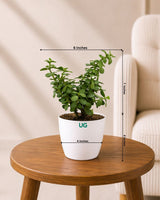 Indoor Combo Of Jade Plant And Song Of India