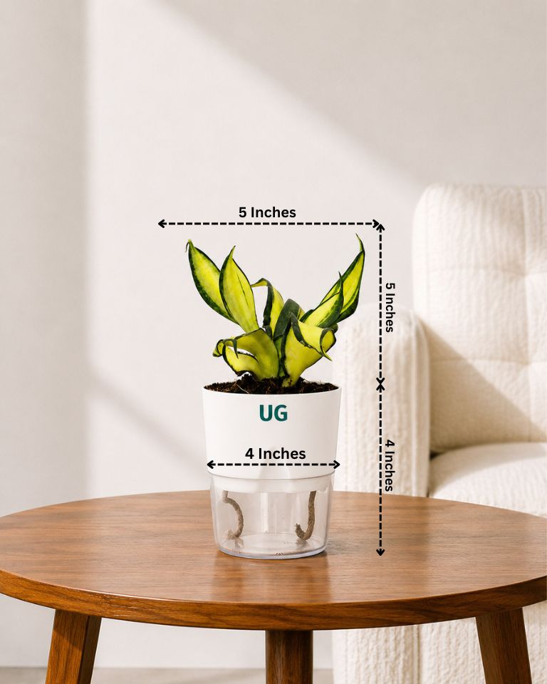 Twist Snake Plant in Self Watering Pot