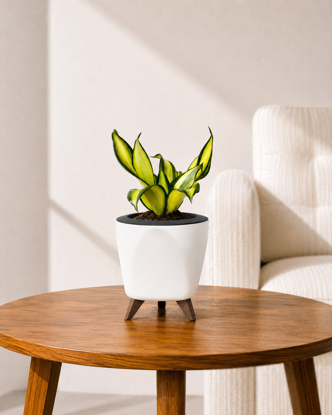Twist Snake Plant in Self Watering Pot