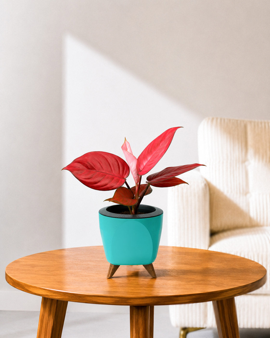 Aglaonema Red Valentine in Self Watering Planter