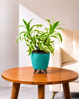 Song of India Plant