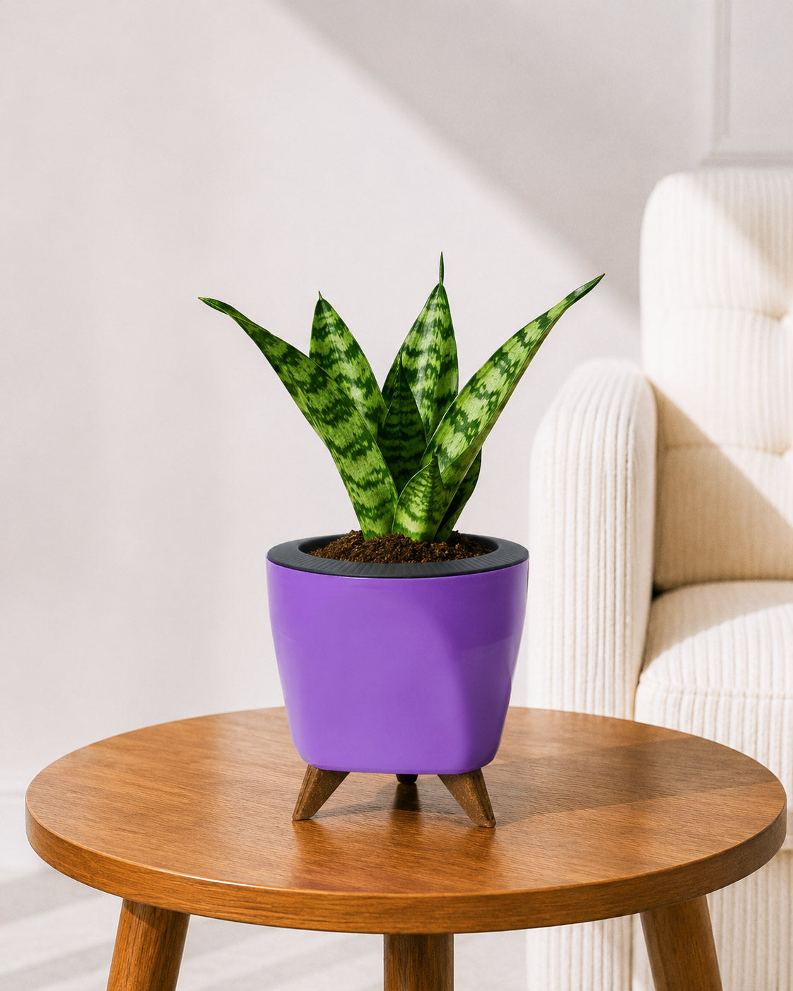 Snake Plant in Self-Watering Planter