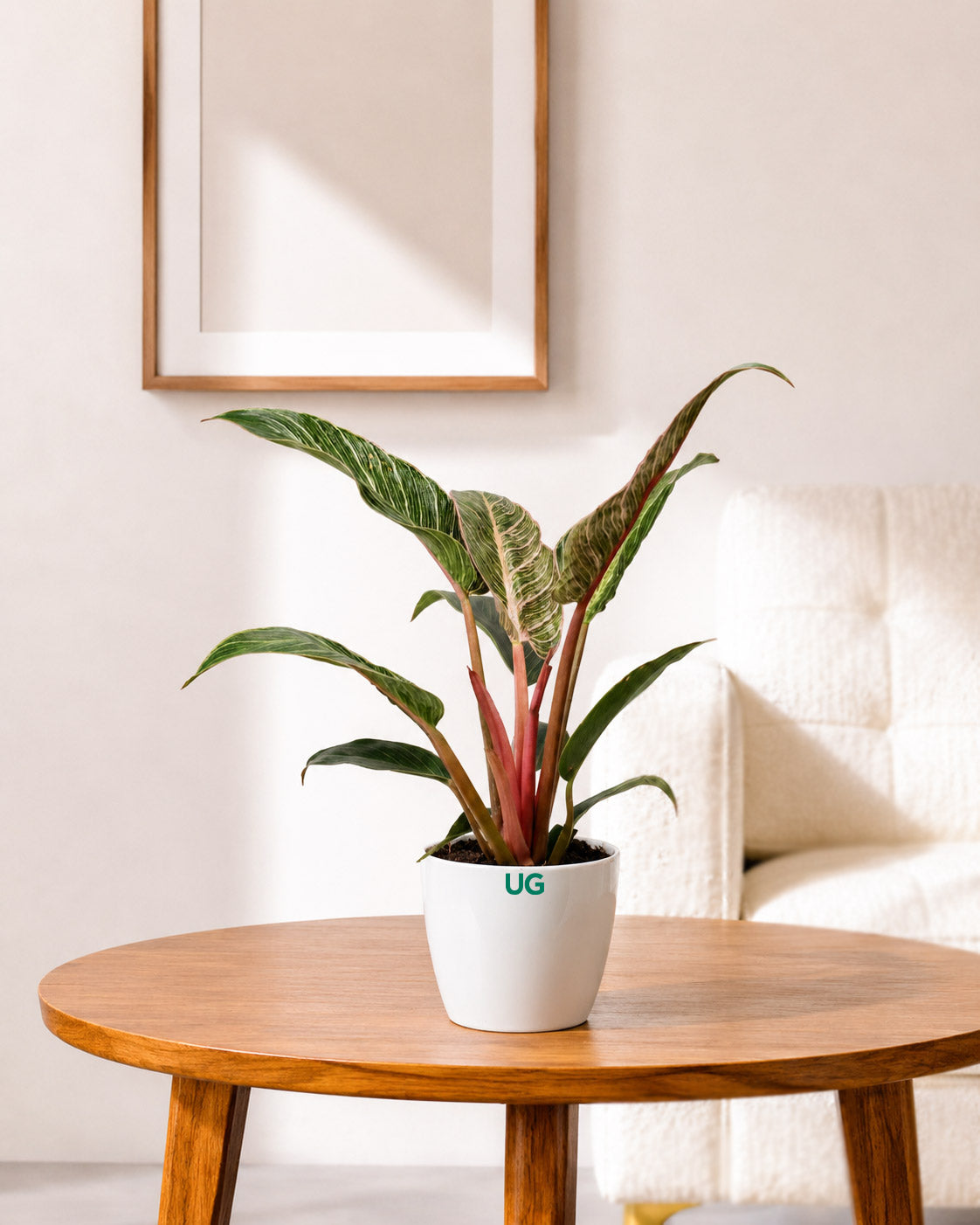 philodendron pink birkin