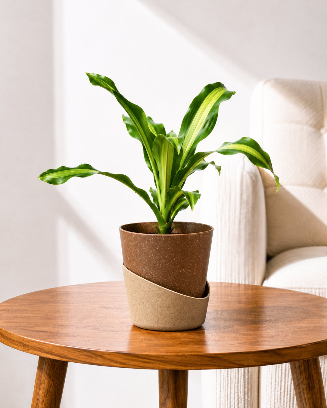 Dracaena Fragrans