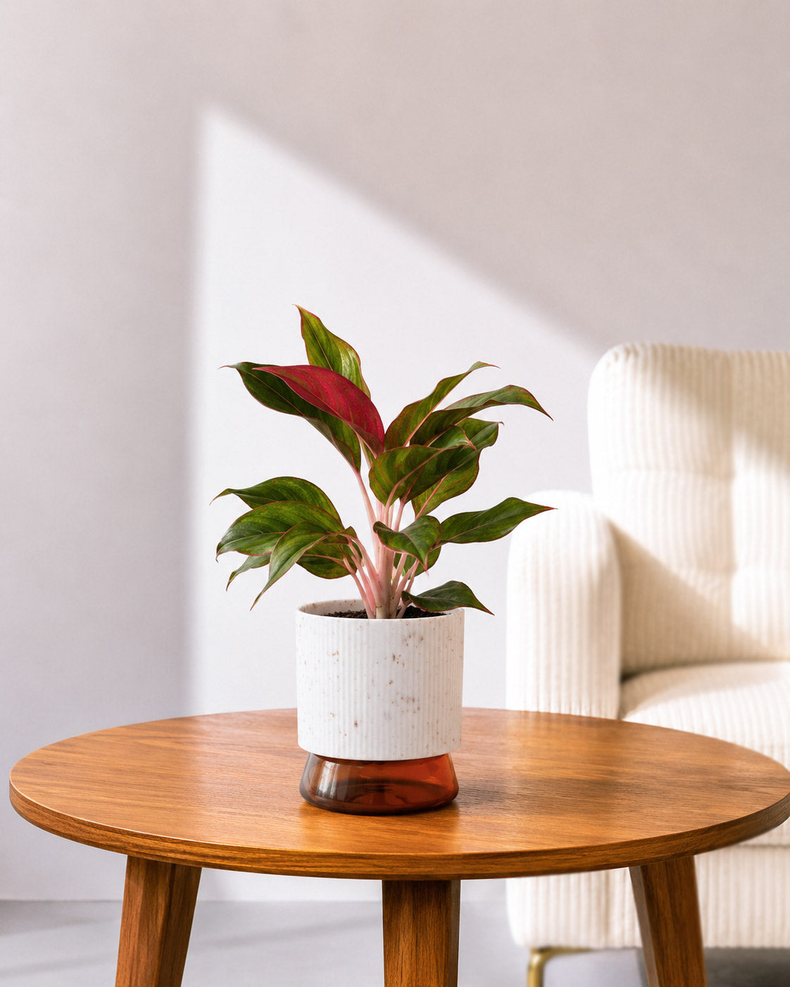 Aglaonema Lipstick