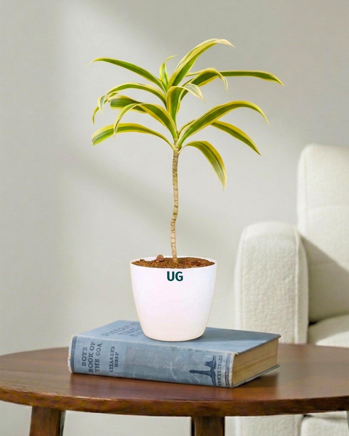 Song of India Plant