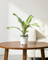 Dracaena Fragrans