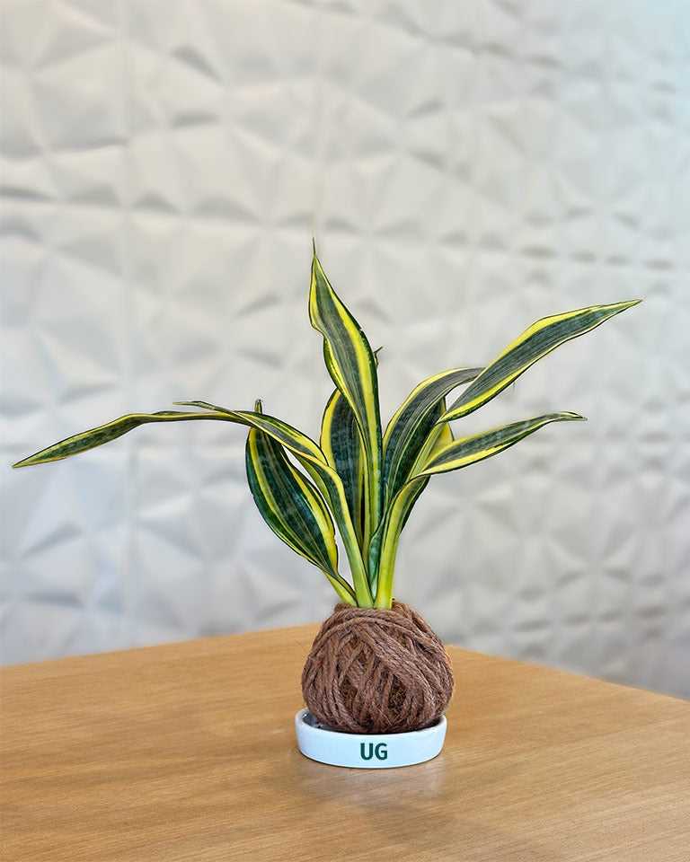 snake plant kokedama Shop Snake Plant (Sansevieria trifasciata) Kokedama Plant Online- Unlimited Greens – unlimitedgreens