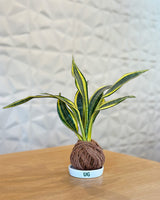 Kokedama Plant 