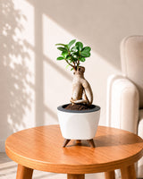 Ficus bonsai In Self-Watering (Small)