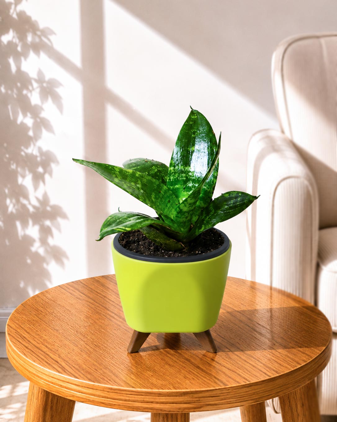 Sansevieria Snake Plant
