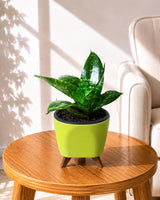 Sansevieria Snake Plant