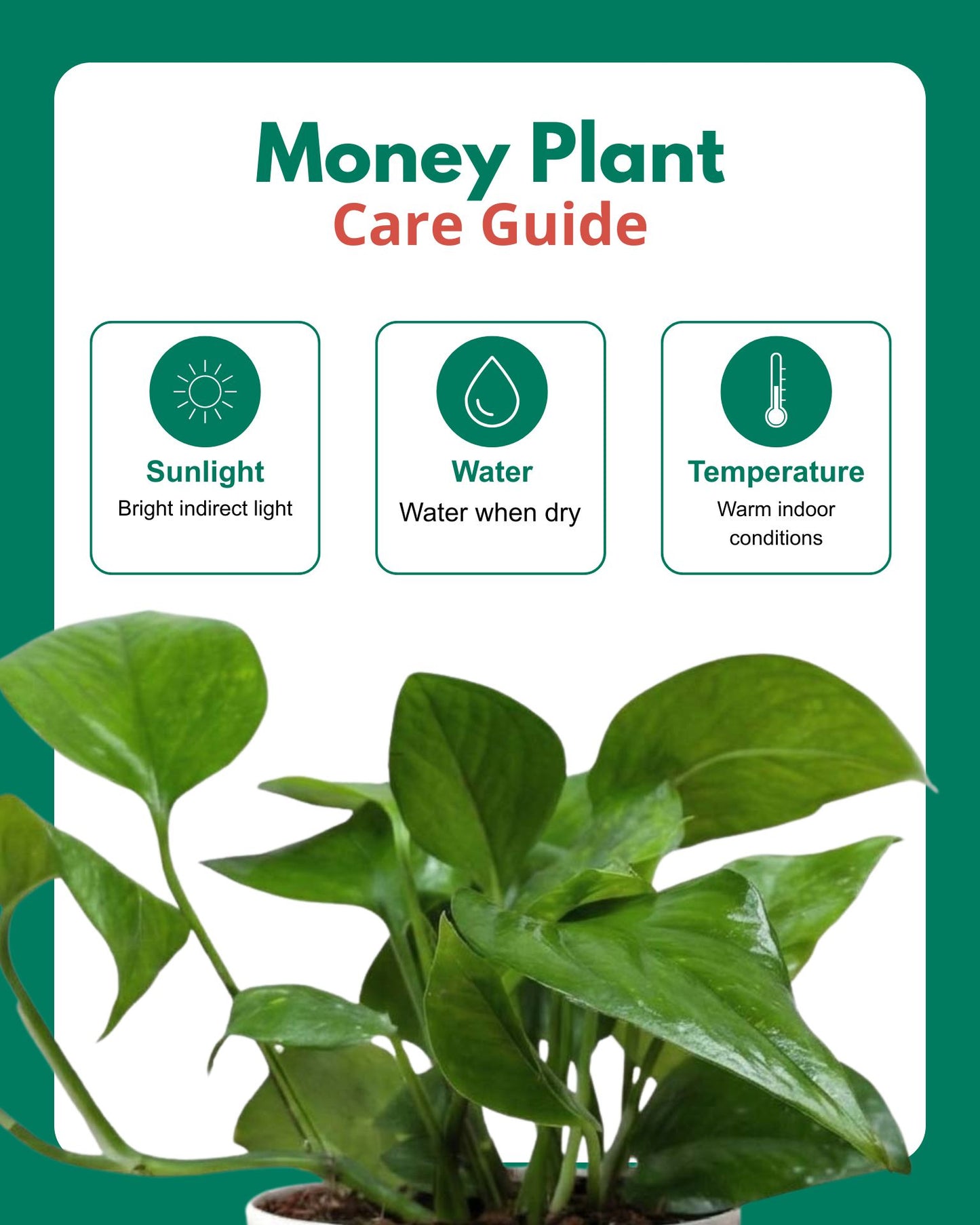 temperature for money plant Shop Premium Money Plant Green Online