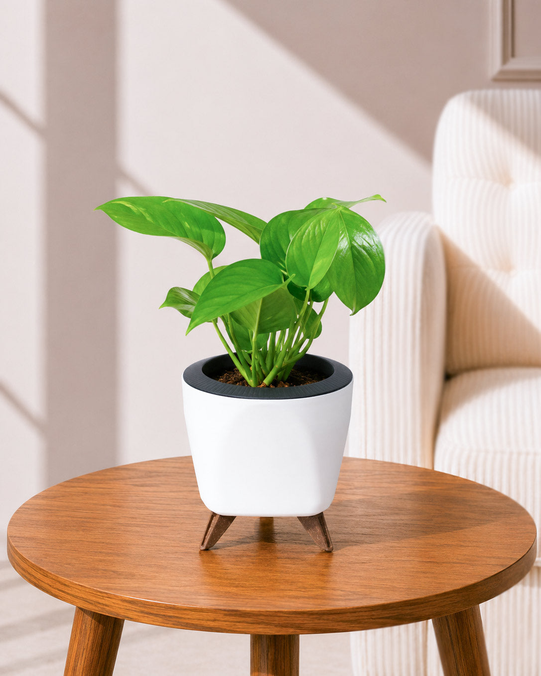 Money Plant Green in Self Watering Pot