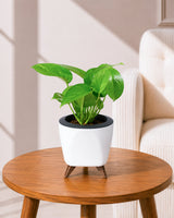 Money Plant Green in Self Watering Pot