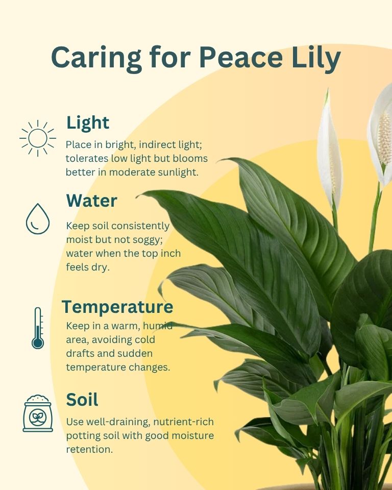 Peace Lily Plant (Spathiphyllum)